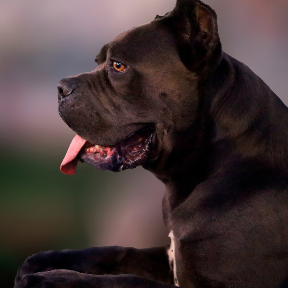 macho cane corso cinza