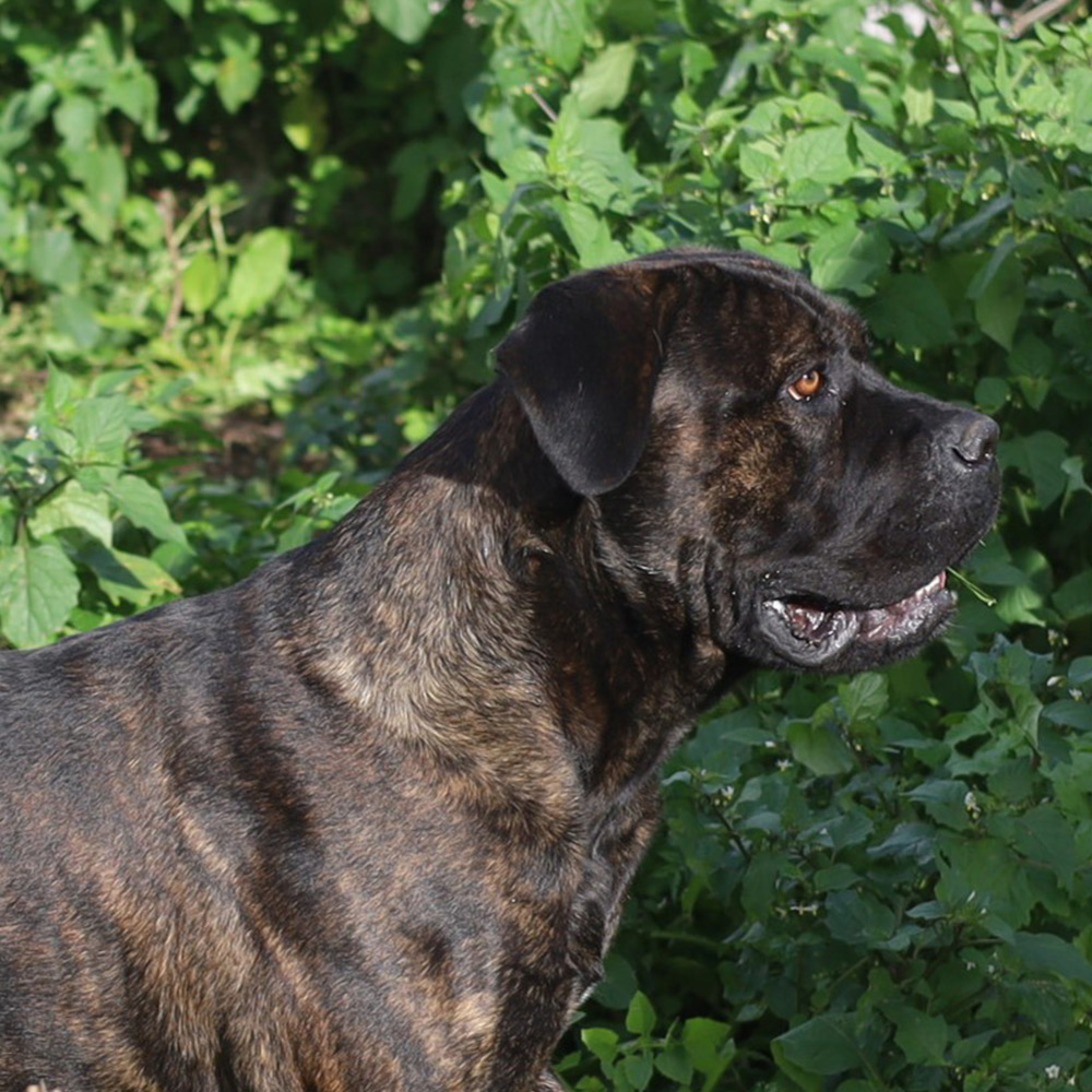 macho cane corso preto tigrado