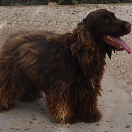 macho cane corso preto tigrado