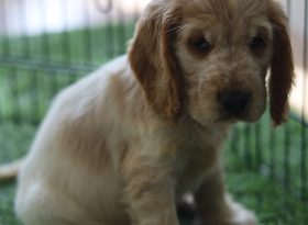 Ninhada_cocker_spaniel2