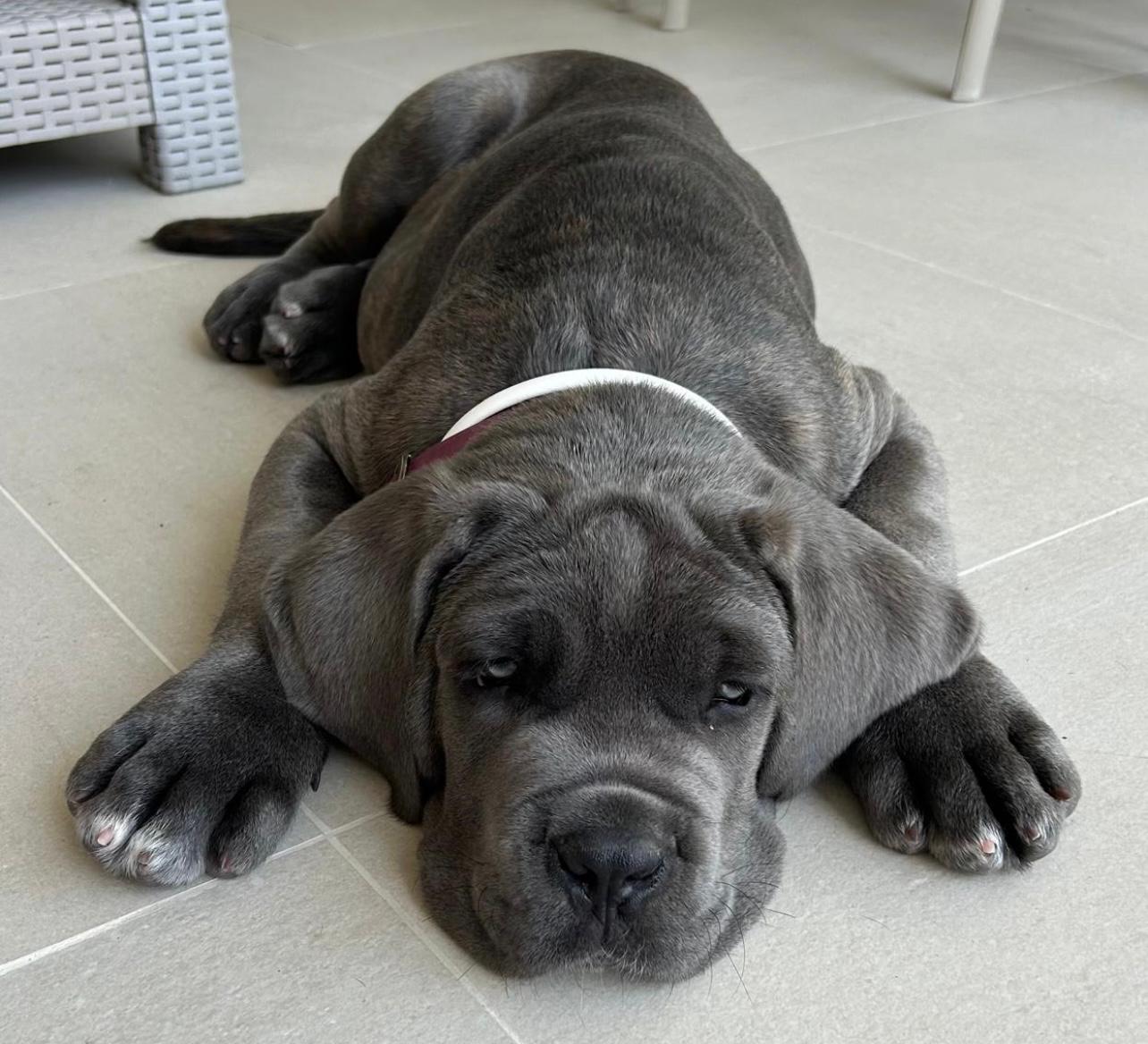 Cane Corso 2