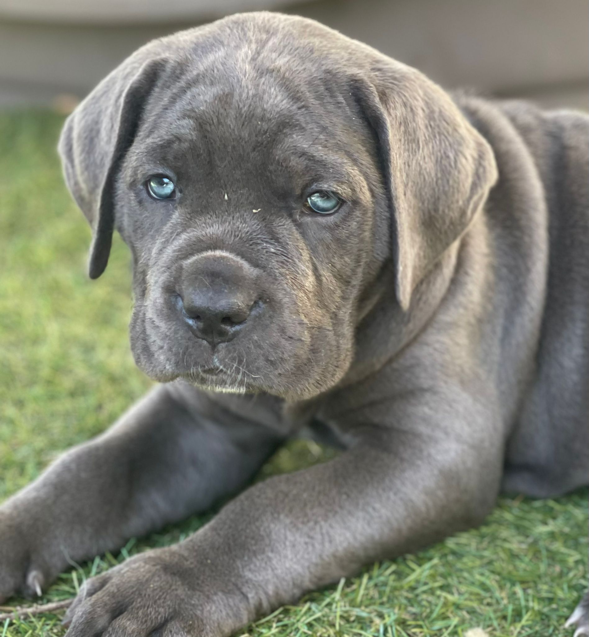 Cane Corso 3