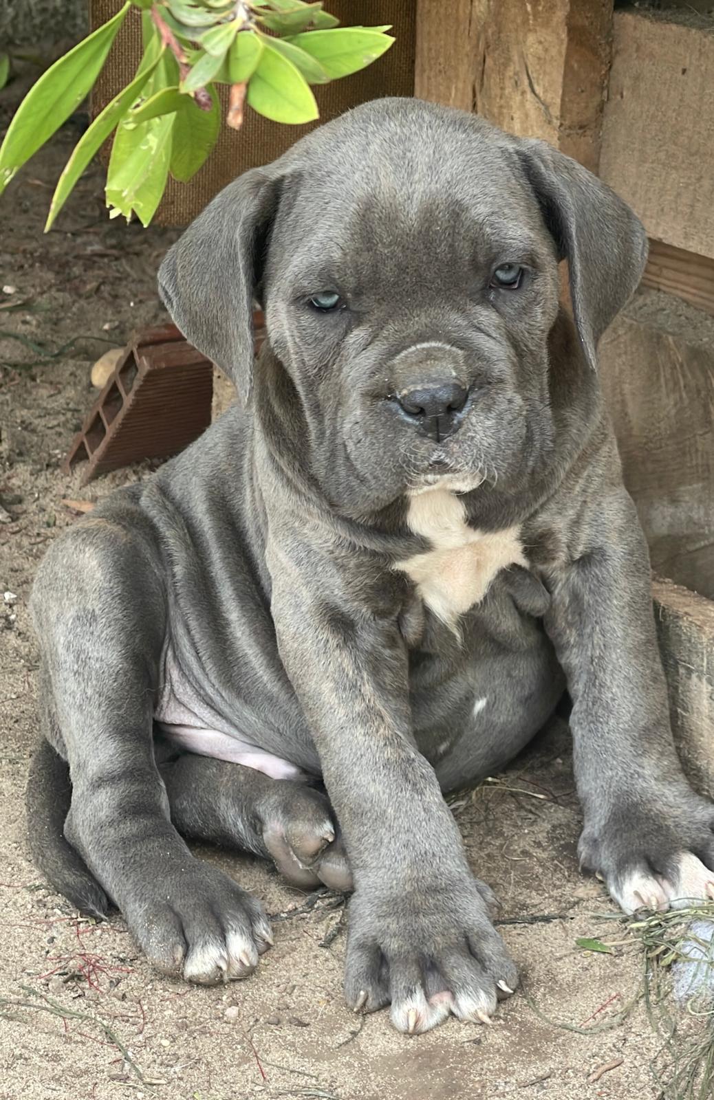 Cane Corso 4