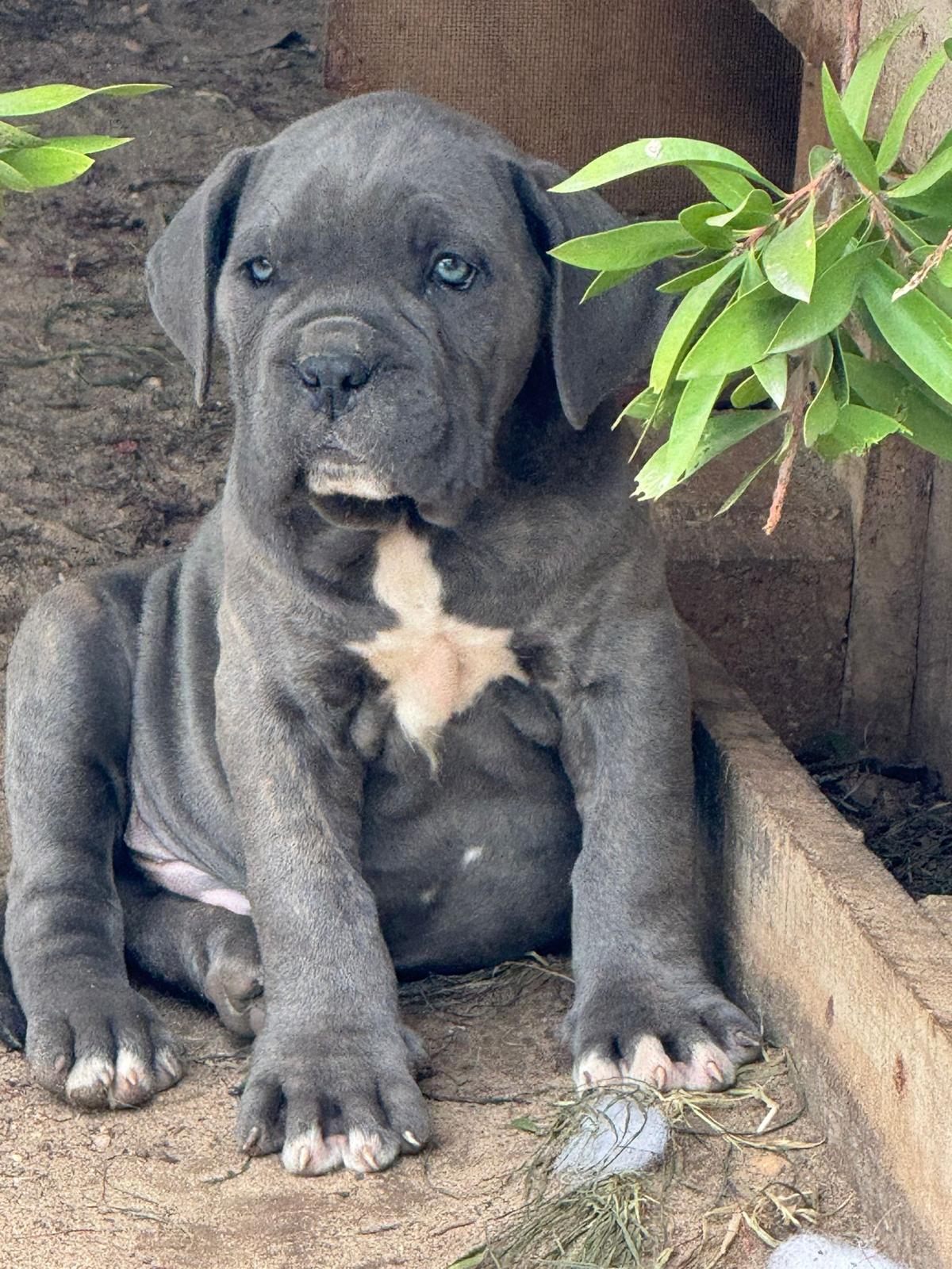 Cane Corso 5