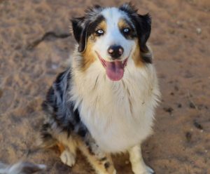 Roxy Australiano