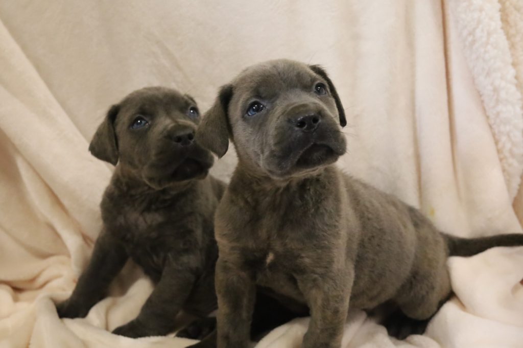 Ninhada de Cane corso