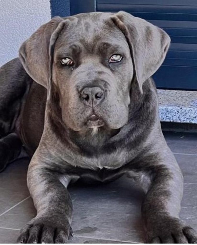 cachorro cane corso