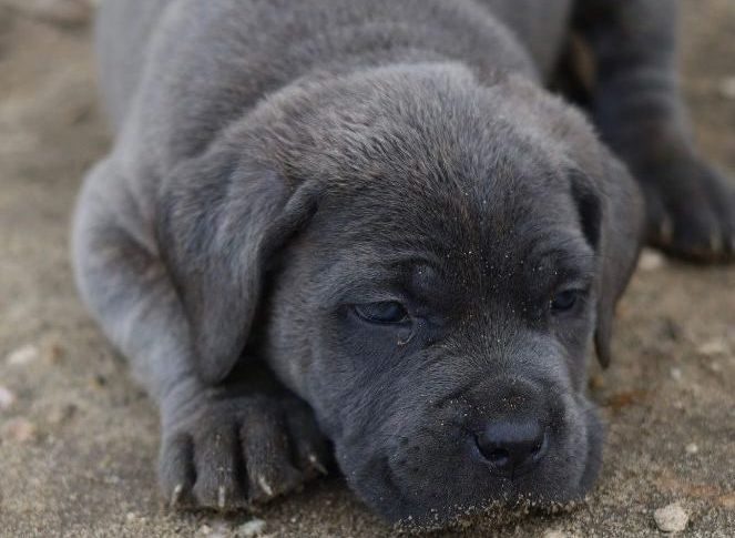 Ninhada de cane corso cinza e tigrados