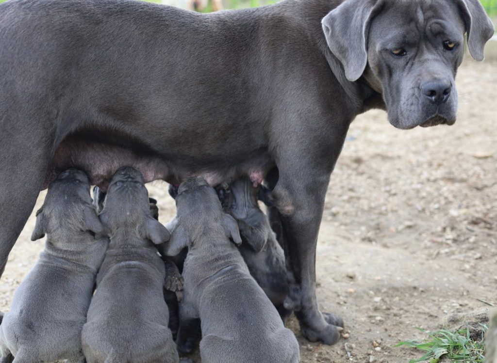 Ninhada de cane corso cinza e tigrados