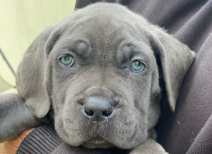 Ninhada de cane corso cinza e tigrados