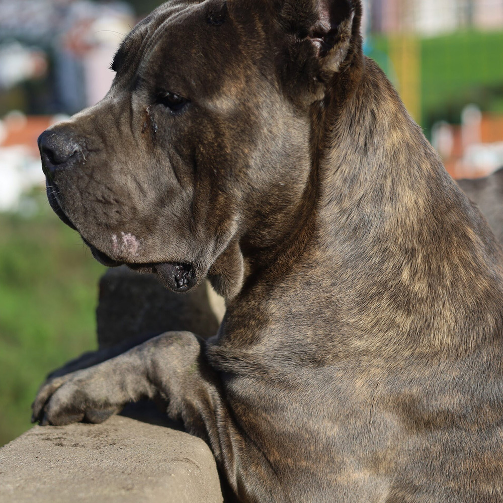 macho cane corso brindle