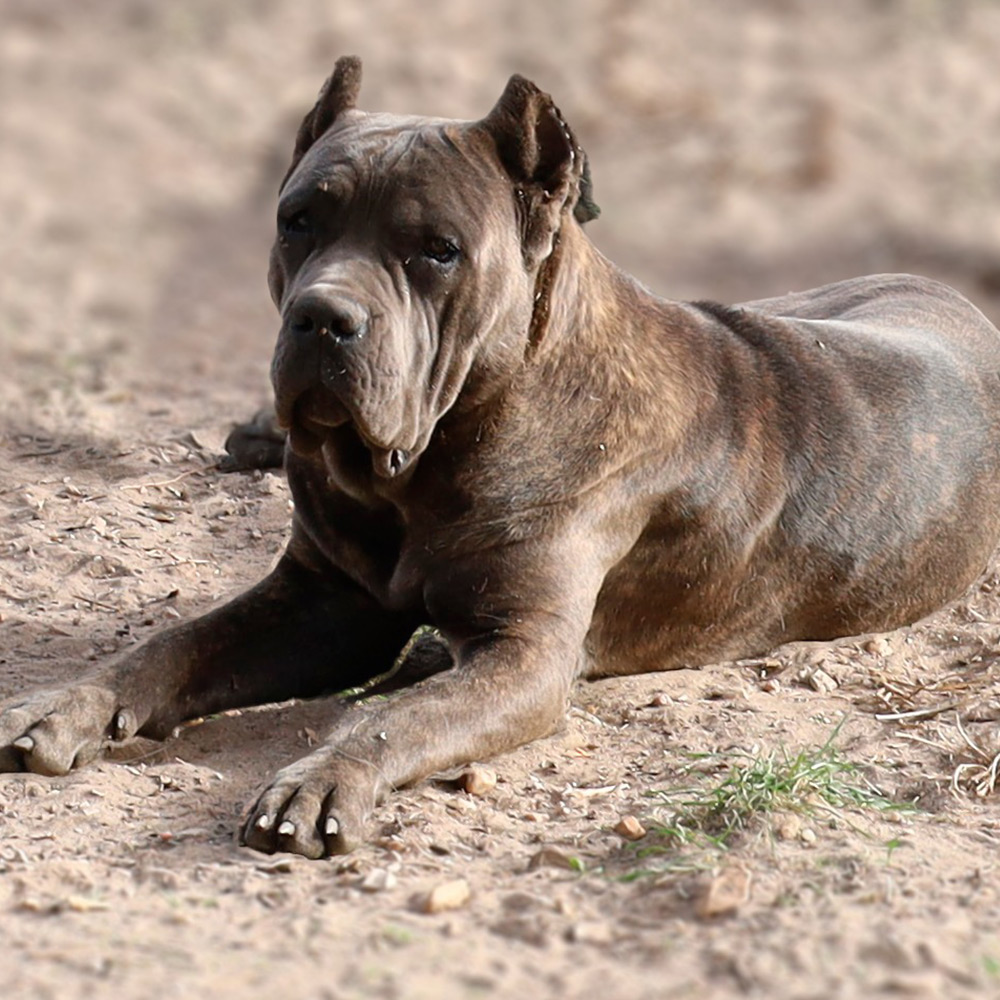 macho cane corso cinzento tigrado