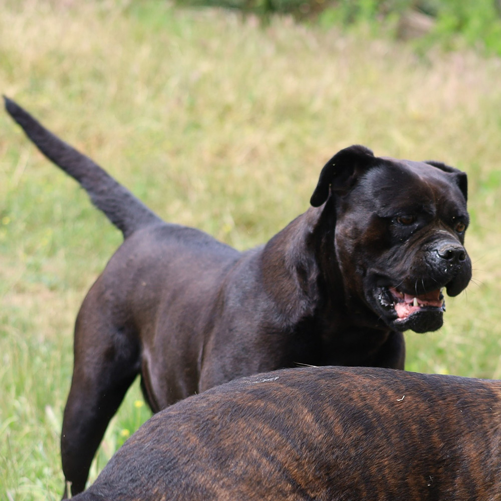 fêmea cane corso preto