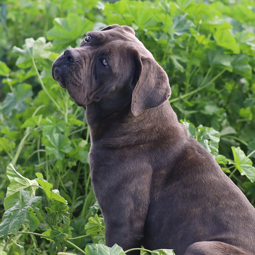 fêmea cane corso cinza tigrado