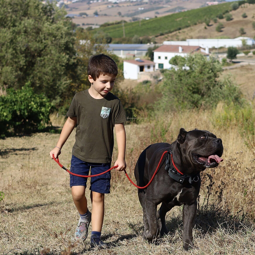 macho cane corso criança