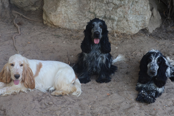 Cocker Spaniel Azul e Laranja Ruao